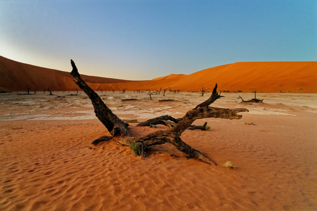 Dubai Desert Conservation Reserve